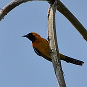 Hooded Oriole, Brownsville, Texas